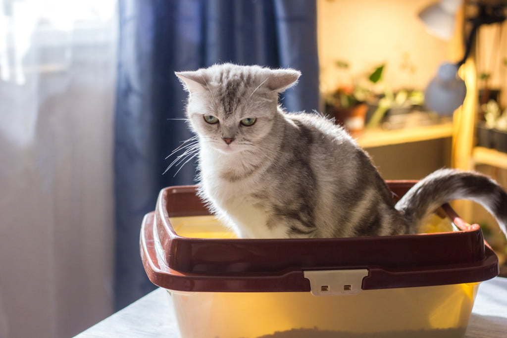 Striped cat sitting in a trash can