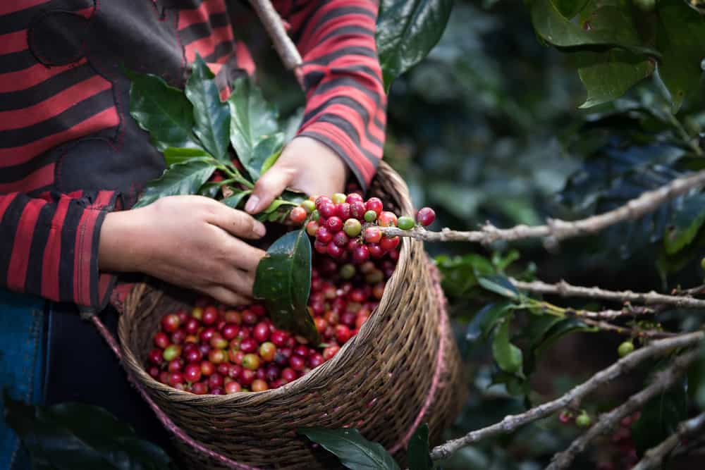 Worker Harvest arabica coffee berries on its branch