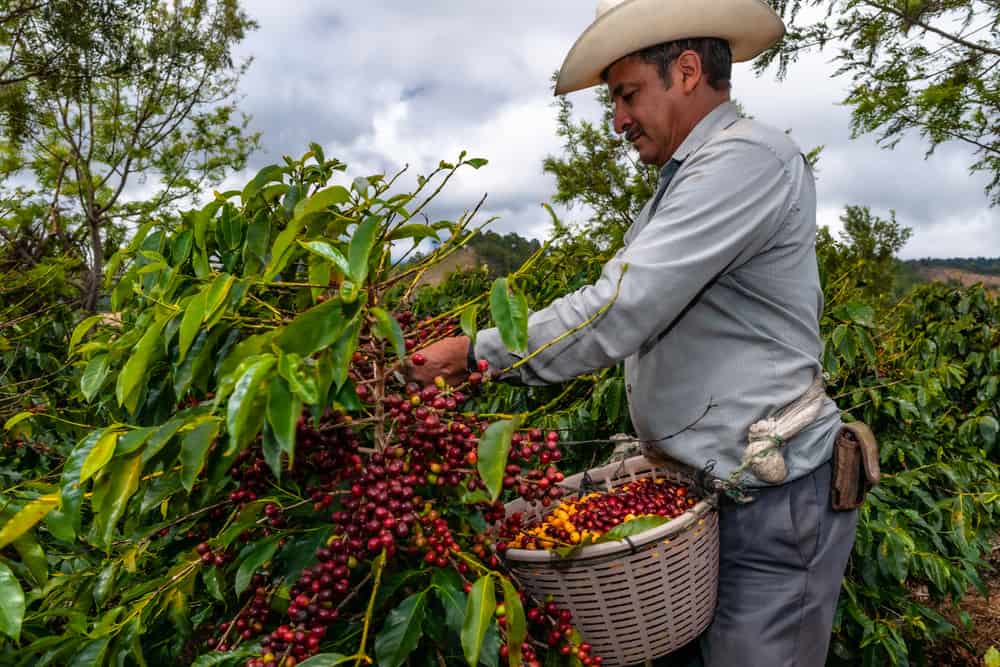 Guatemalan farmer collects his coffee crop