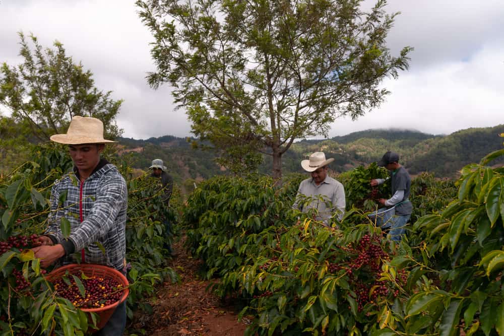Farmers harvesting coffee in coffee plantations of Guatemala