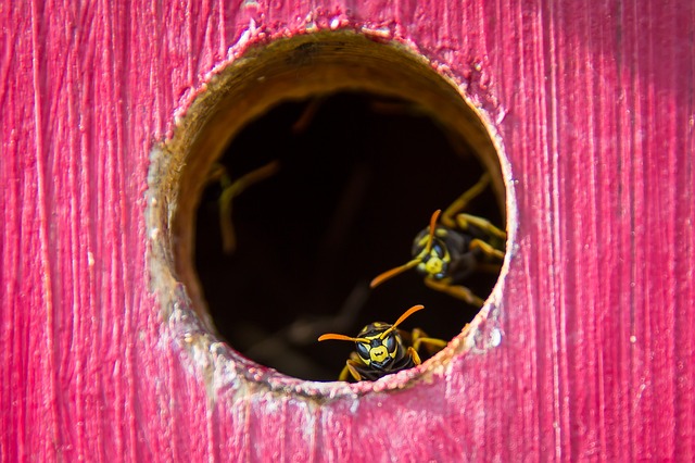Why are wasps so aggressive?