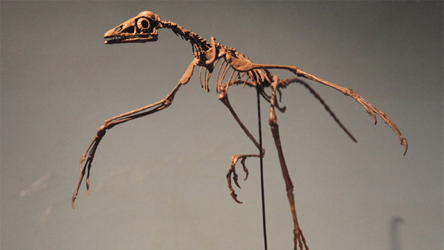 Archeopteryx - Regenerating Skeleton