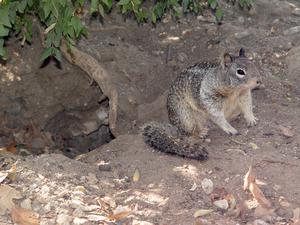 Ground Squirrel Den