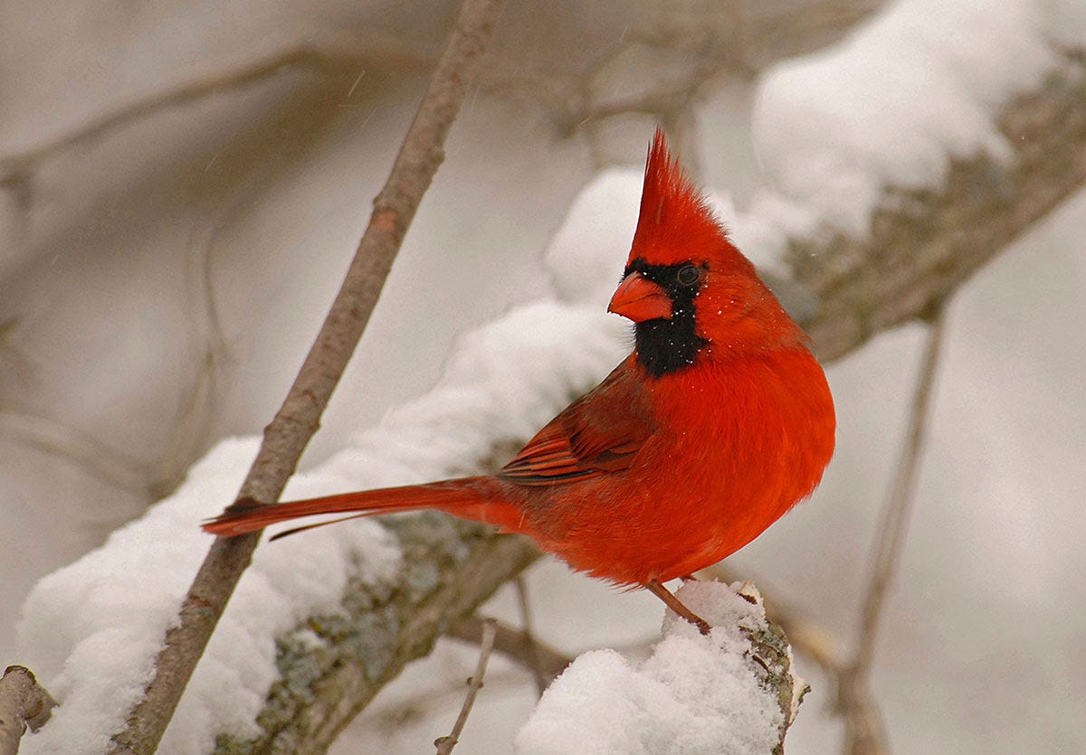Many birds, including the Northern Cardinal, take shelter in the evergreen trees during the cold winter nights.