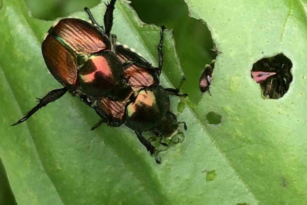 Japanese beetles eat leaves