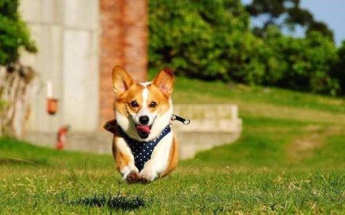 running corgi dog