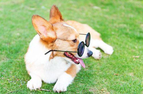 corgi with sunglasses