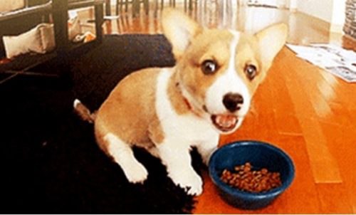 a corgi dog eating food