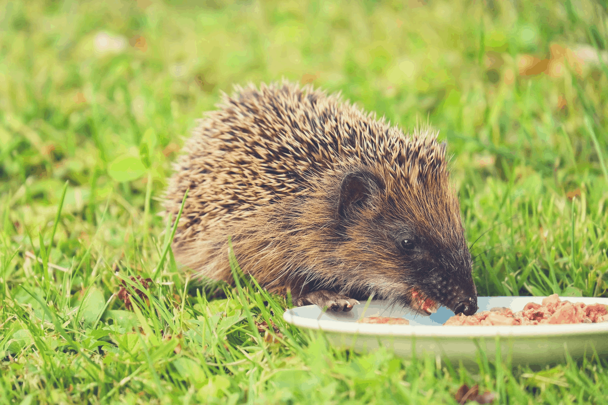 hedgehog eating grass