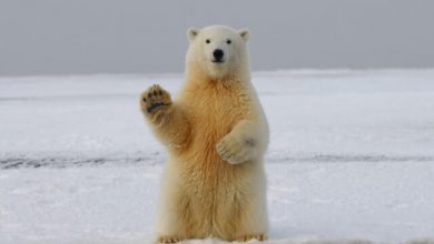bears are cuddly