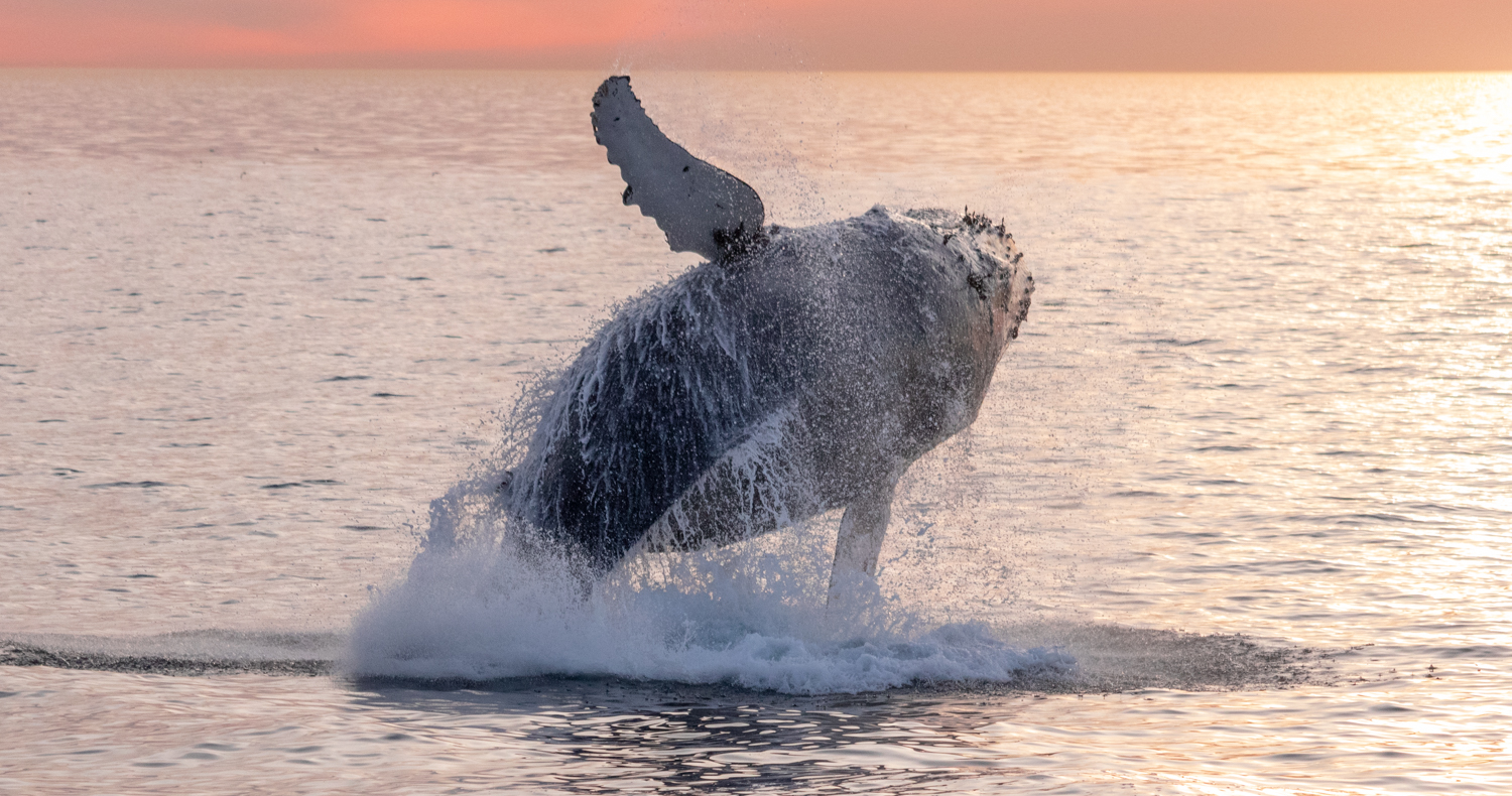 Gray whale violates near sailing boat off Dana Point