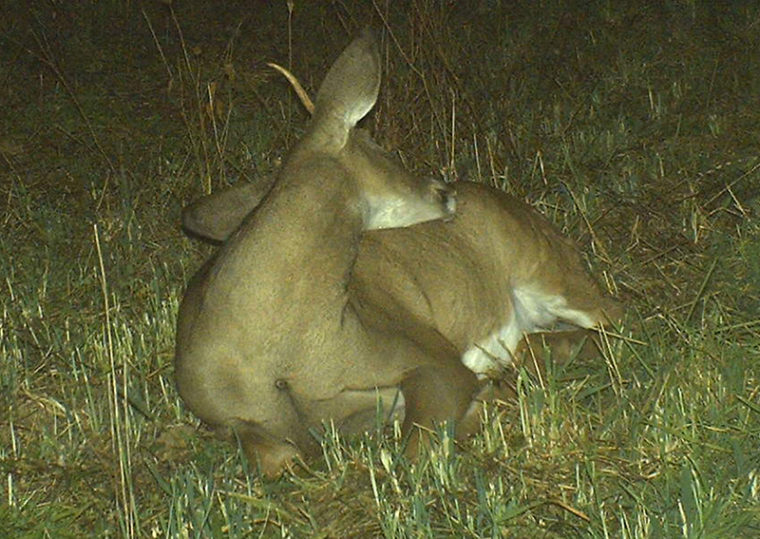 sleeping deer with its head down