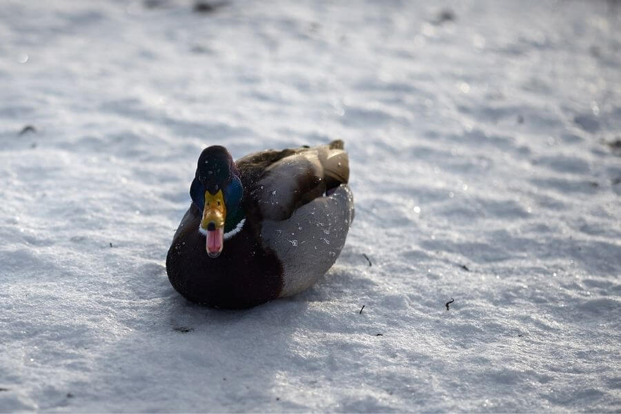 duck in winter alone
