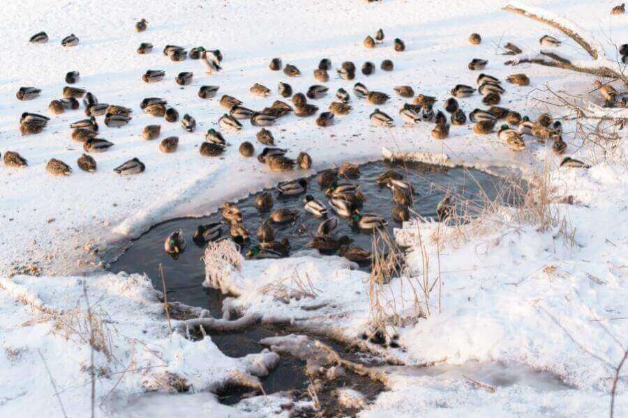 Winter ducks on wild frozen lake