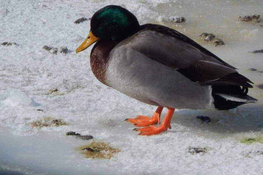 winter duck