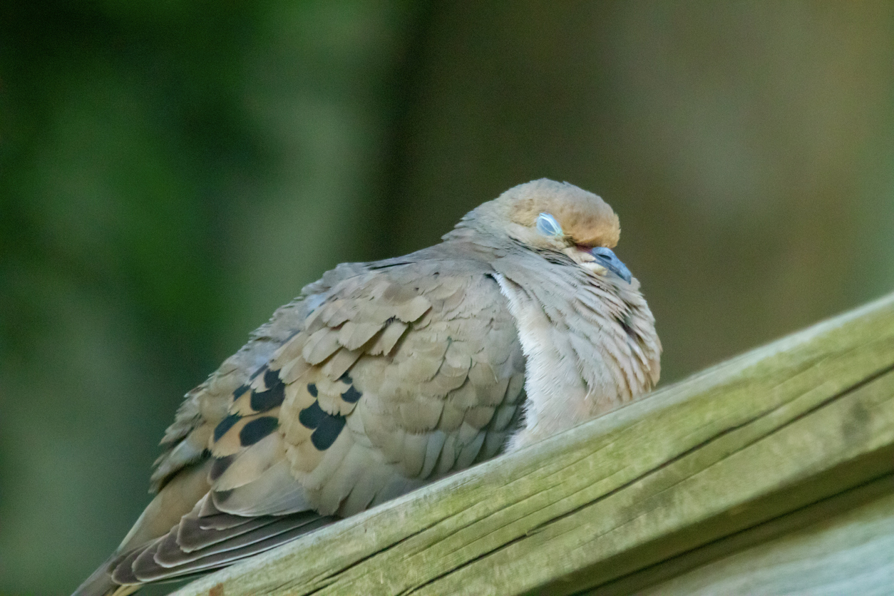 Close-up of pigeon 3