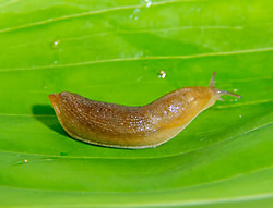 Get rid of slug slime