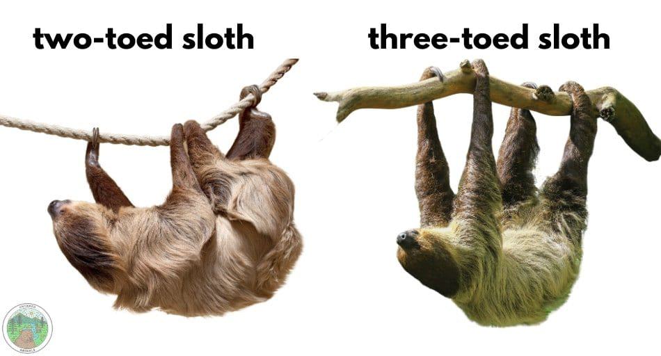 What is the difference between a two-toed and a three-toed sloth?