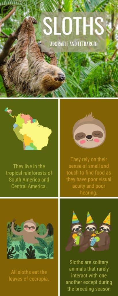 Infographics about sloths