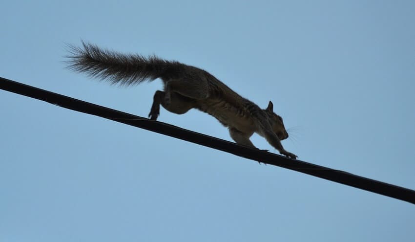 Squirrel runs on power lines without being electrocuted