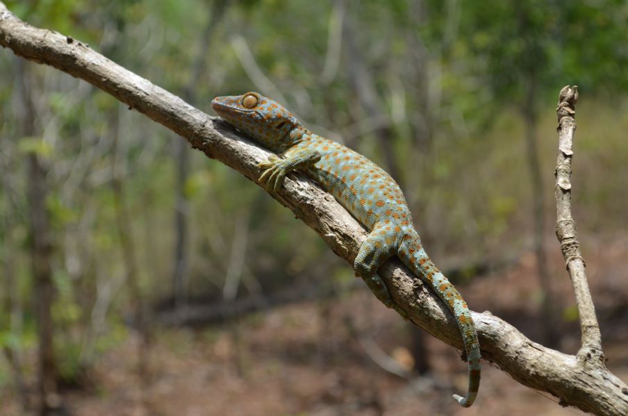 Tokay gecko on a branch