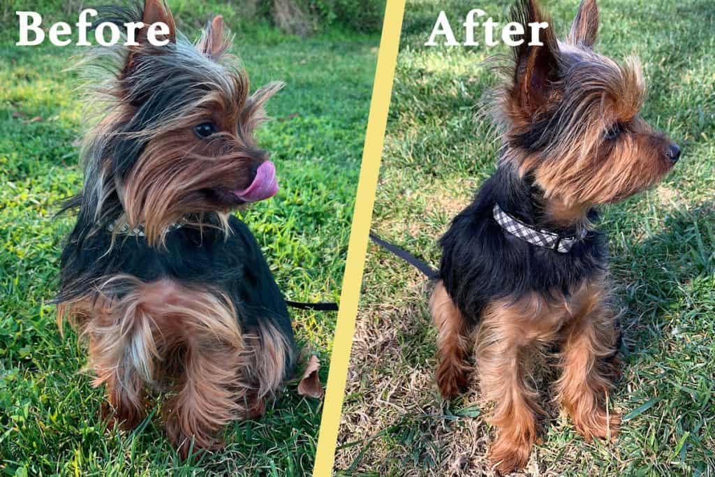 Our Yorkie Max before and after the puppy haircut
