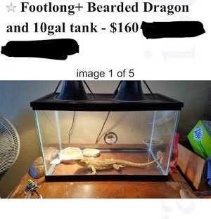 bearded dragon getting a bath