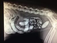 X-ray fish hook in dogs