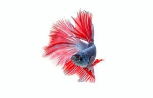 how long should water sit before adding betta