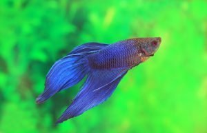 betta fish new tank syndrome