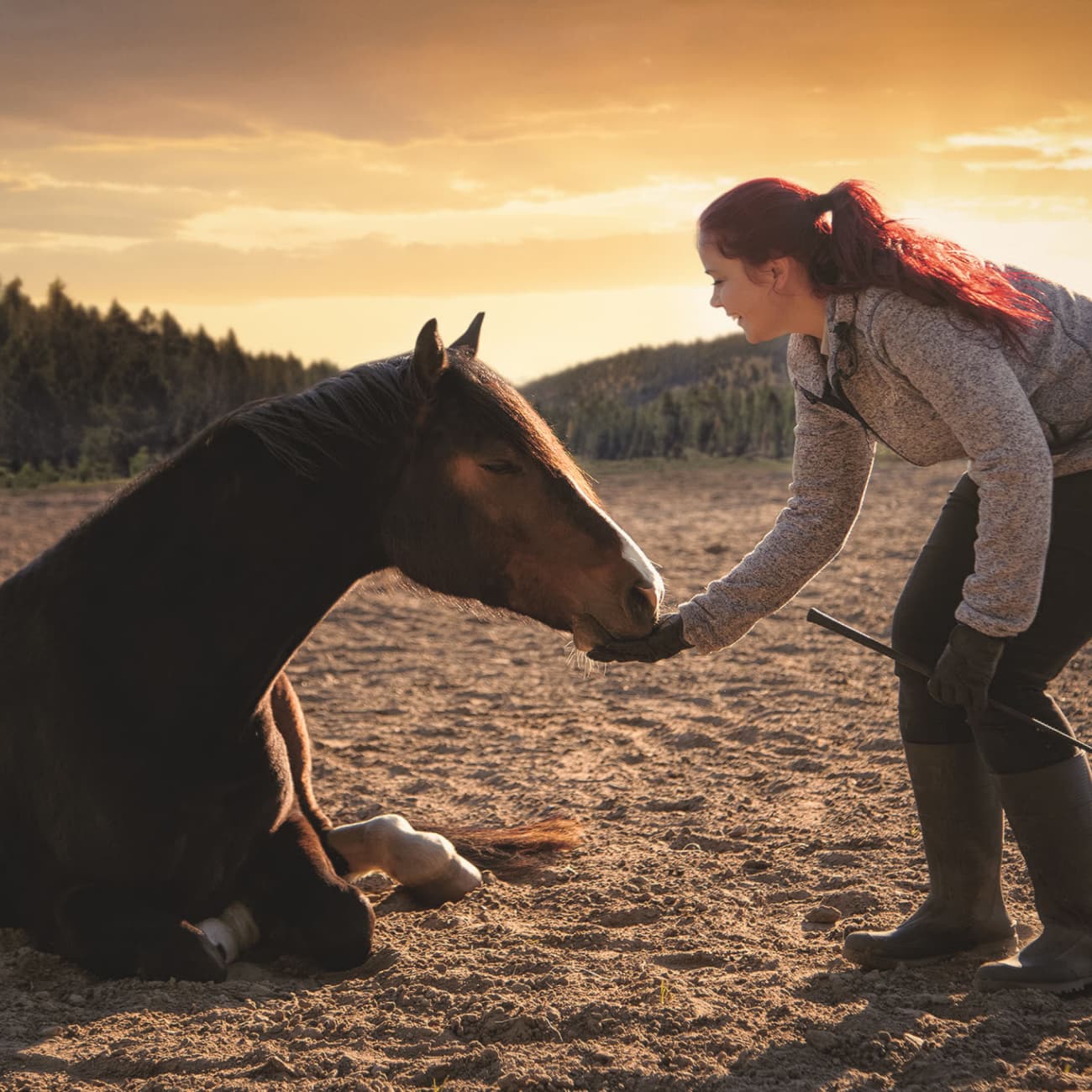 train a horse to lie down on command