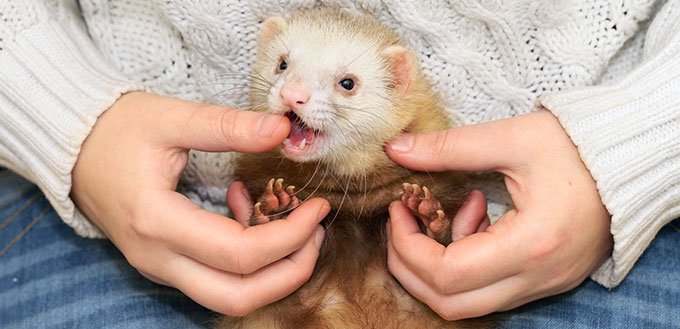 Ferret Bites