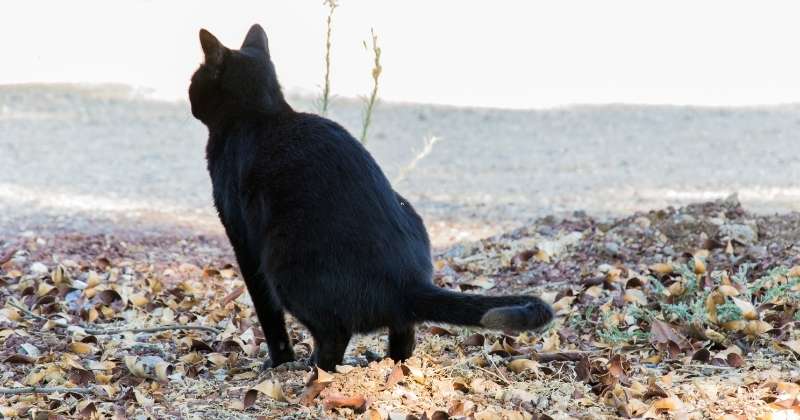 Black cat pooping outside