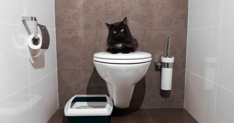 Cat lying on the toilet