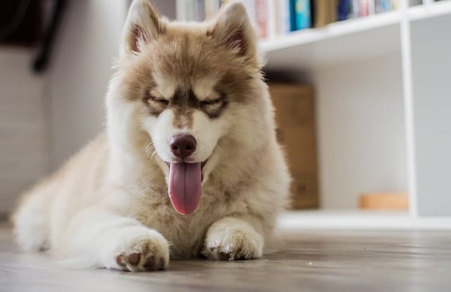 Huskies shed quite a bit, and are considered one of the heaviest shedding breeds.