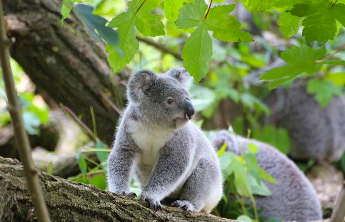 koala group