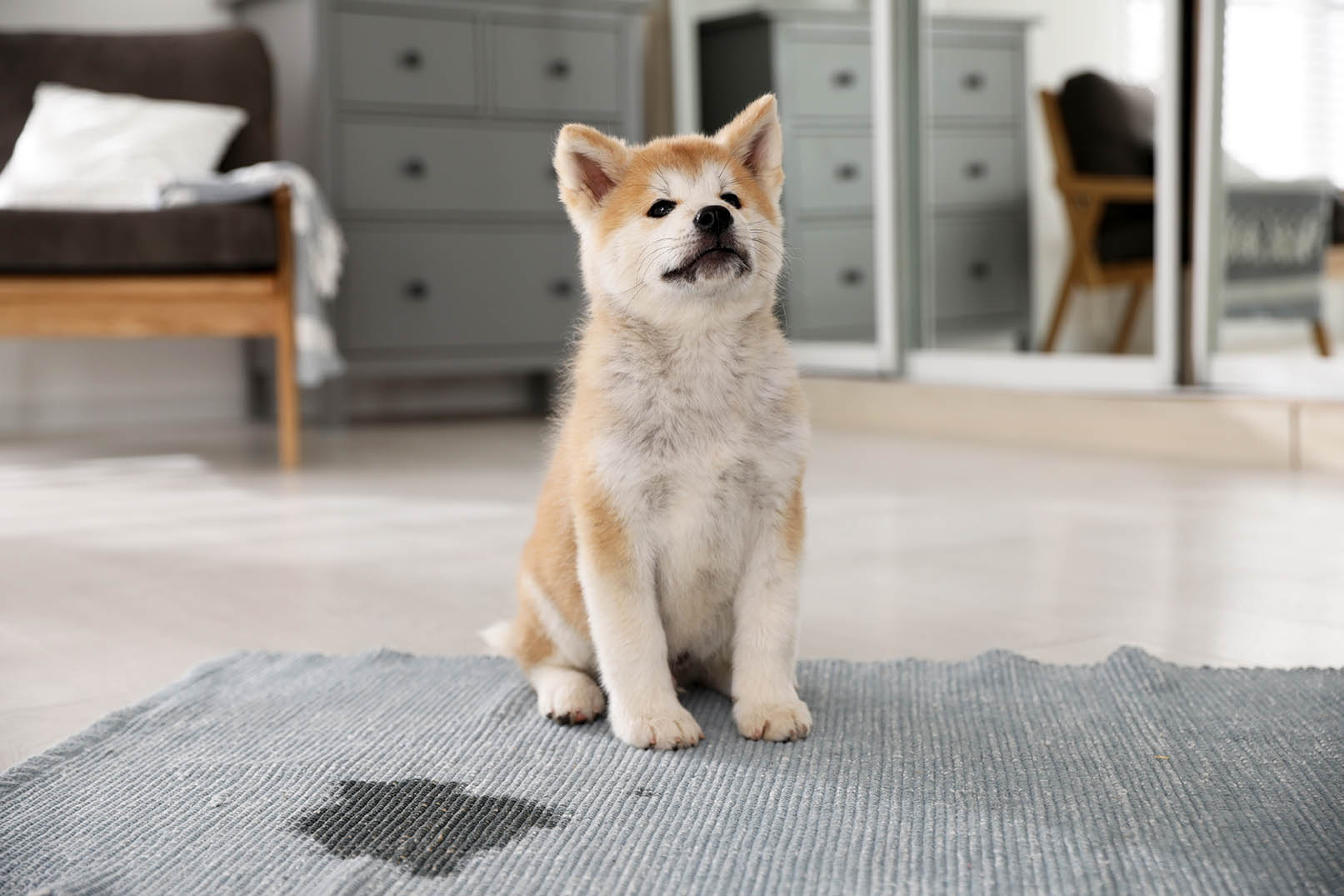 Akita inu puppy pees in the carpet