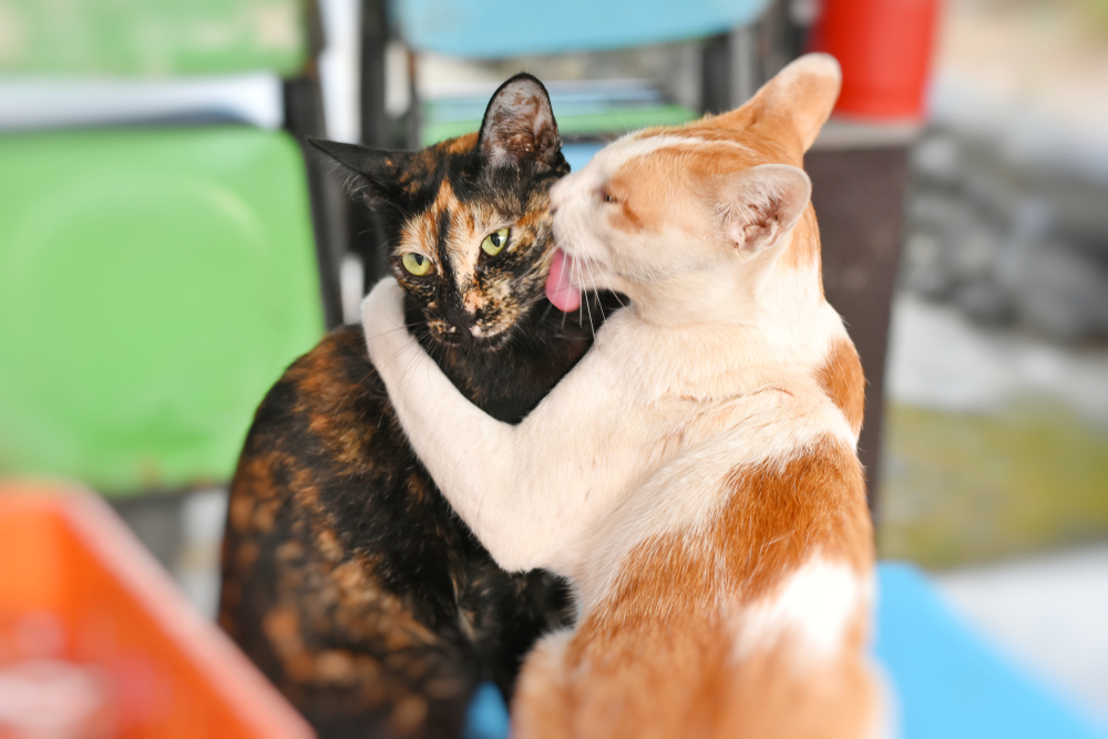 2 Thai cats cuddling