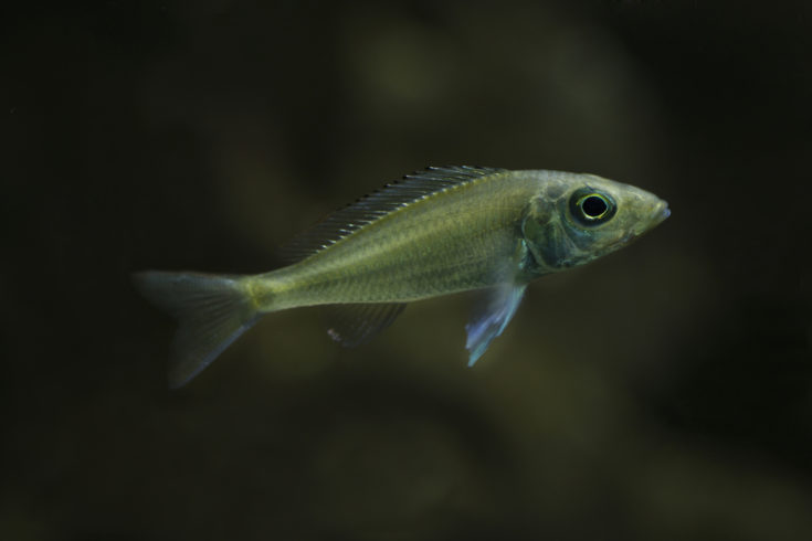 Female guppies in freshwater aquarium. Poecilia reticulata.
