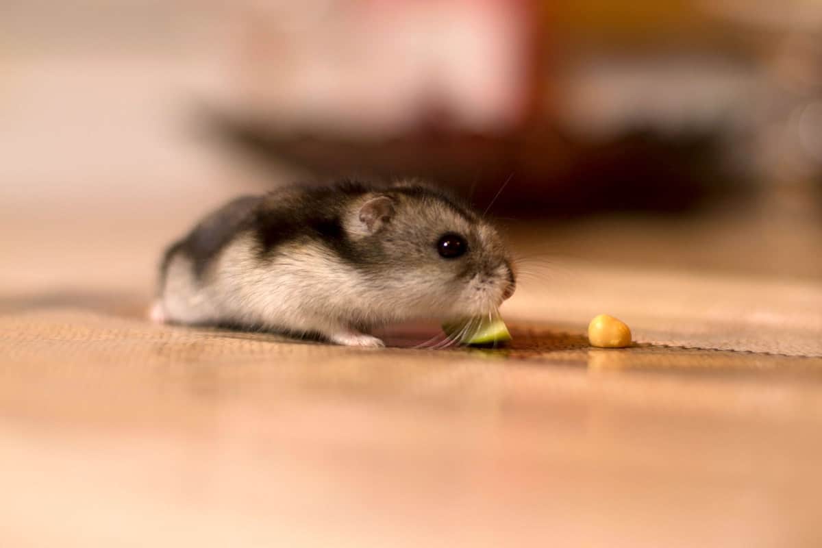 A small black guinea pig is eating a small piece of apple
