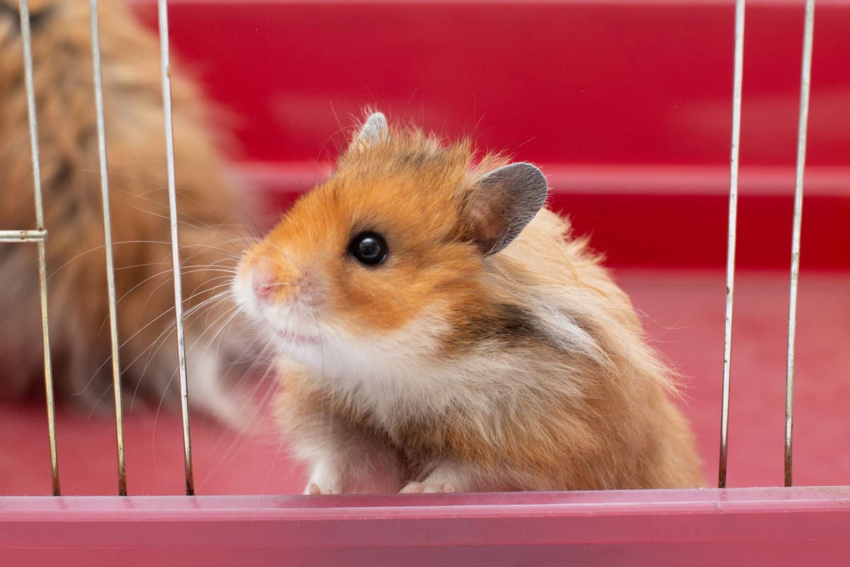 A Syrian guinea pig looks outside his cage