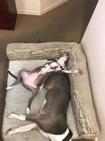 Pitbull lying on his back with all 4 legs up to the sky to beat the heat