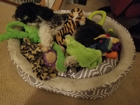 Schnoodle holding toys in bed - dog sleeping position
