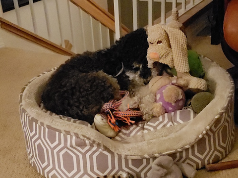 the dog sleeps among the toys