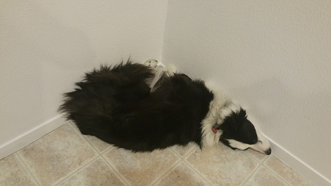 Border Collie has an unusual seizure and shows signs of a seizure disorder