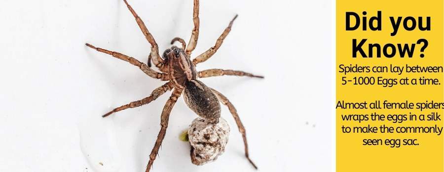 Killing a spider attracts other spiders - Do they take revenge?