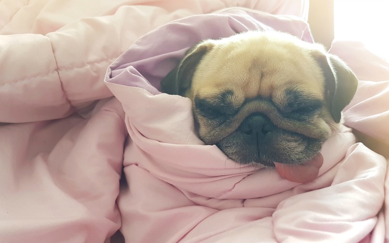 Pug is sleeping