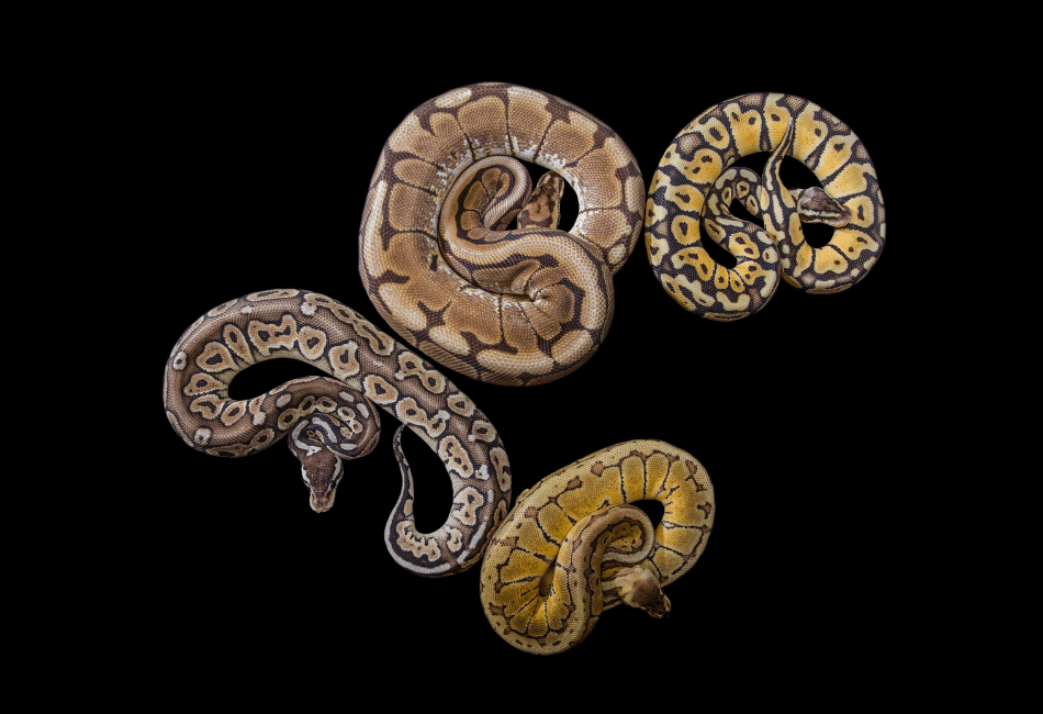 different size ball python