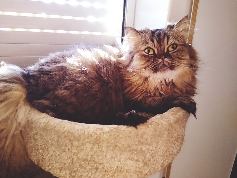 cat sitting in front of closed blinds for cool air