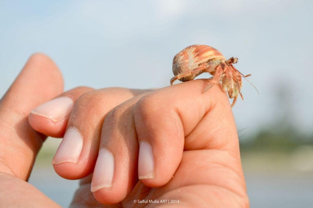 hermit crab in person